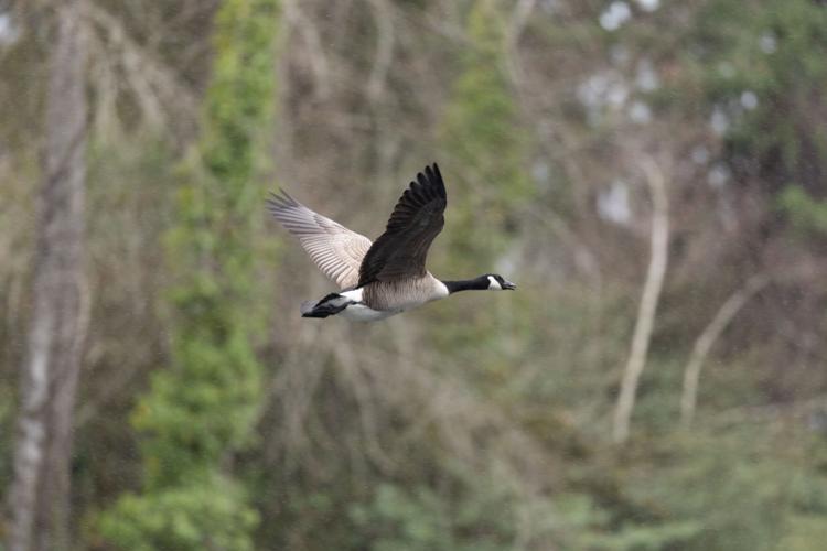 250308_ColmanBeech_HuskyOpenRegatta_Goose.jpg