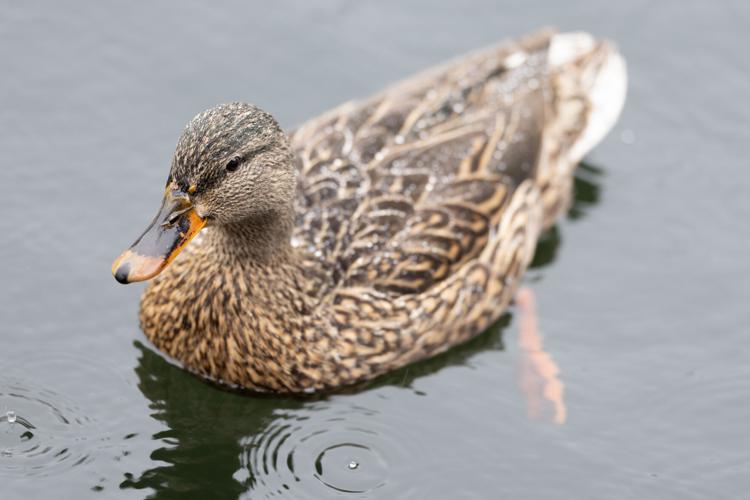 250308_ColmanBeech_HuskyOpenRegatta_Mallard-2.jpg
